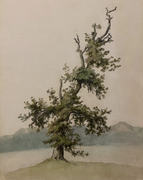 Grand Duchess Maria Feodorovna. Old tree. 1860s Paper, graphite pencil, watercolor. Russian Museum St. Petersburg